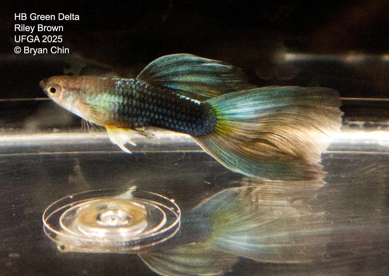 Guppy HB Green